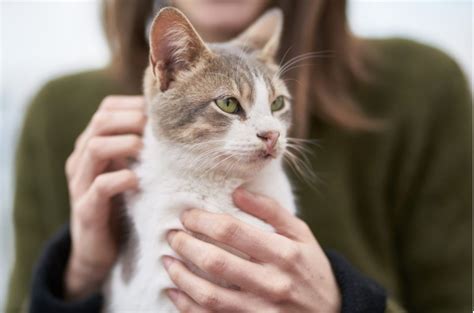 Allergien bei Katzen: Symptome und Behandlungsmethoden