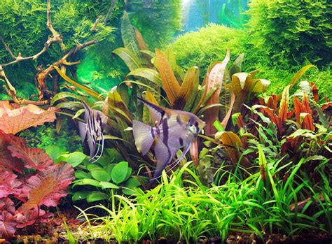 Aquarium einrichten: Tipps und Tricks für ein gesundes Ökosystem