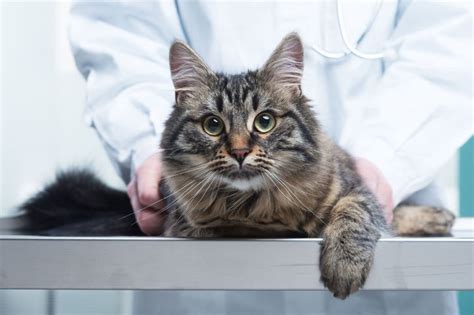 Der Alterungsprozess bei Katzen: Gesundheitsvorsorge und Lebensqualität