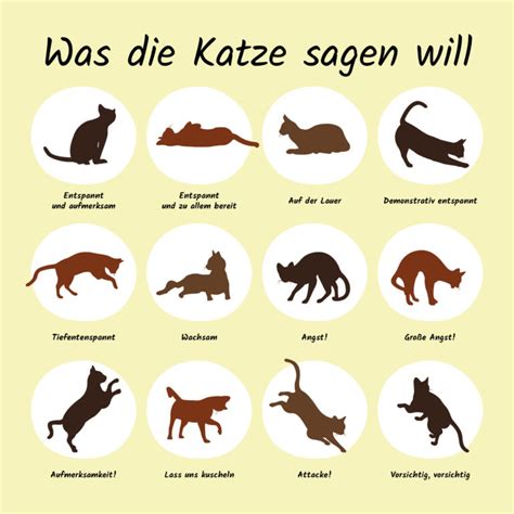 Der Einfluss der Umgebung auf das Verhalten von Katzen