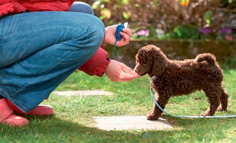 Der perfekte Start: Was Sie bei der Aufzucht von Hundewelpen beachten müssen