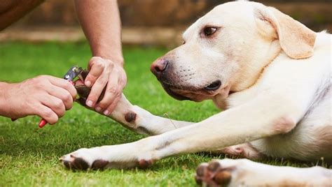 Die besten Tipps zur Pflege Ihres Hundes