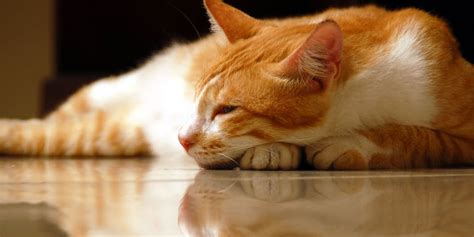 Die emotionale Welt der Katzen: Stress und Angst