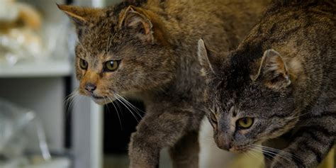 Die Evolution der Hauskatze: Von Wildkatzen zu Begleitern