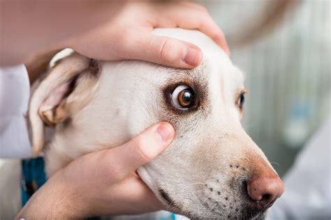 Die häufigsten Gesundheitsprobleme bei Hunden und wie man sie behandelt