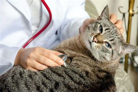 Die häufigsten Gesundheitsprobleme bei Katzen und wie eine Versicherung helfen kann