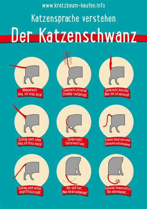 Die Psychologie des Katzenverhaltens: Warum Katzen tun, was sie tun