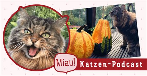 Die Rolle von Gerüchen im Leben von Katzen