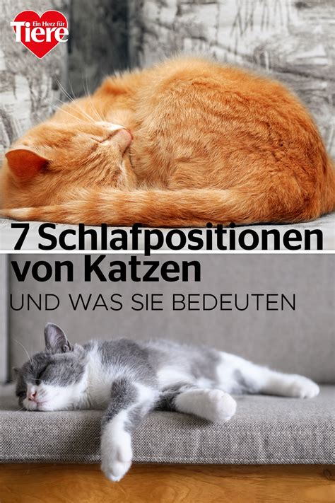 Die verschiedenen Schlafpositionen von Katzen und ihre Bedeutungen