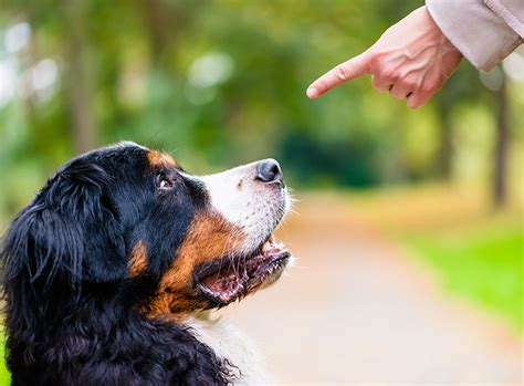 Erfolgreiche Hundeerziehung: Wie Sie Ihren Hund liebevoll und konsequent trainieren