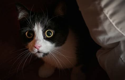 Farbenblindheit bei Katzen: Mythos oder Realität?