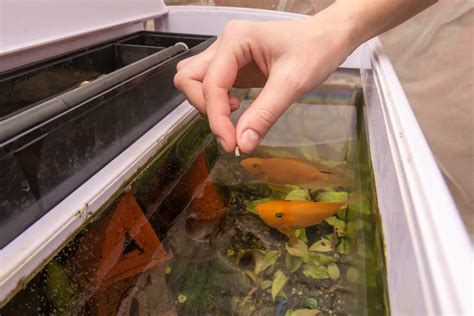 Gesunde Ernährung für Aquarienfische: Was Sie beachten sollten