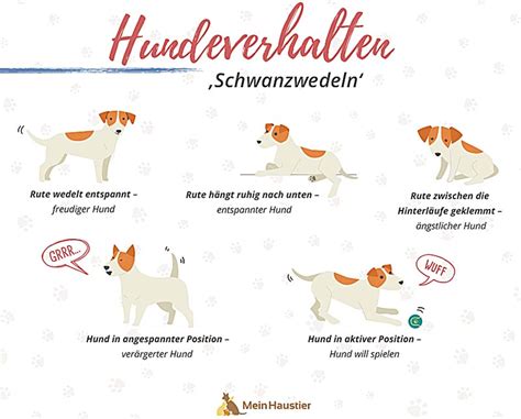 Hundeverhalten verstehen: Warum tut Ihr Hund das?