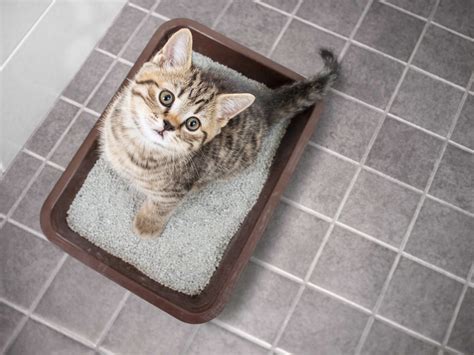 Hygiene und Sauberkeit im Katzenklo: Tipps zur richtigen Pflege