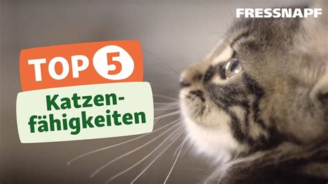 Katzen und ihre außergewöhnlichen Fähigkeiten zur Selbstreinigung