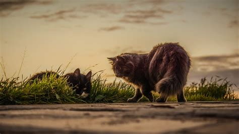 Katzen und ihre erstaunlichen Sprungfähigkeiten