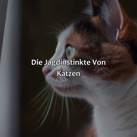 Katzen und ihre Jagdinstinkte: Verhalten und Training