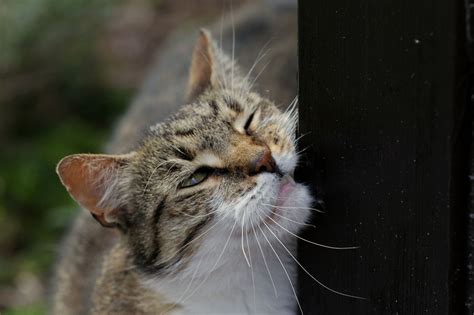 Katzen und ihre Territorialverhalten: Markieren und Verteidigen