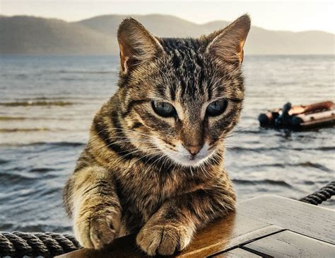 Katzen und Wasser: Warum viele Katzen Wasser meiden