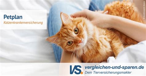 Katzenkrankenversicherung: Was wird abgedeckt und was nicht?