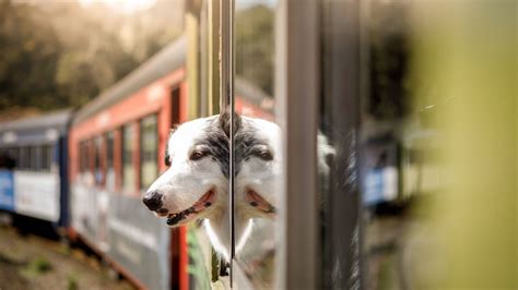 Reisen mit Hunden: Tipps für eine stressfreie Reise