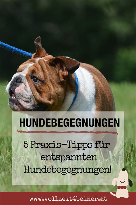 Richtiges Verhalten bei einer Hundebegegnung: Tipps für ein harmonisches Miteinander