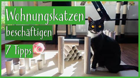 Tipps zur Beschäftigung von Katzen: So bleiben sie glücklich und gesund