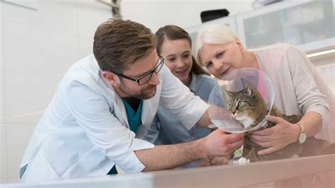 Tipps zur Reduzierung der Tierarztkosten für Katzen