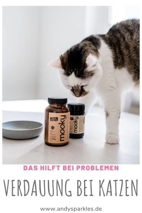 Verdauungsprobleme bei Katzen: Ernährungstipps