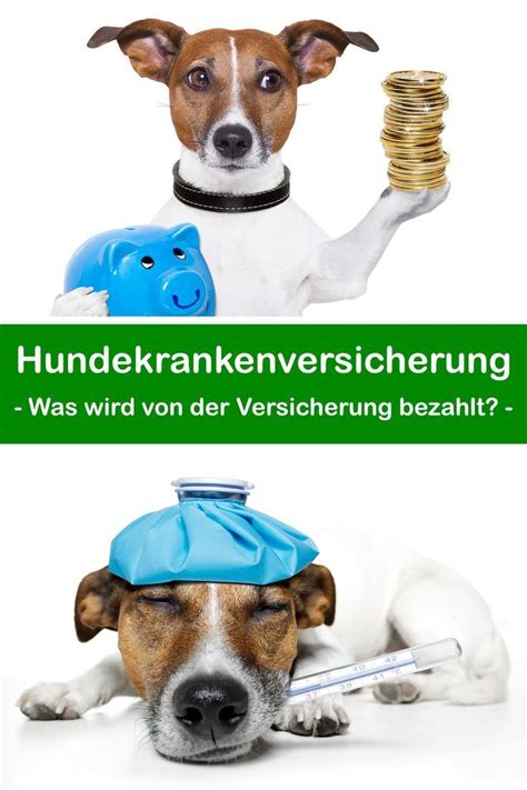 Was ist eine Hundekrankenversicherung und warum ist sie wichtig?