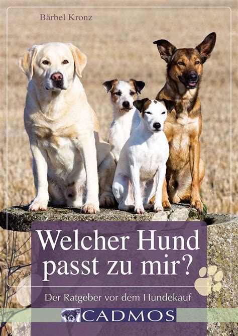 Welcher Hund passt zu mir? Eine Anleitung zur Auswahl des richtigen Haustiers