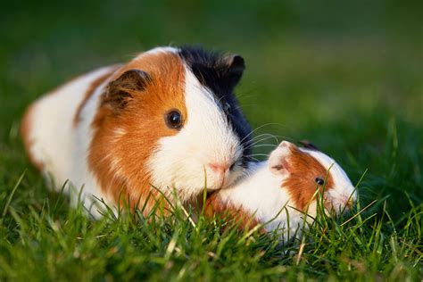 Wie man die Bedürfnisse von Meerschweinchen und Hamstern am besten erfüllt