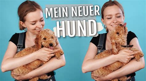 Wie man einen Hund adoptiert und ihm ein liebevolles Zuhause bietet