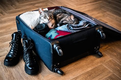 Wie man Katzen sicher transportiert: Reisen mit Katzen