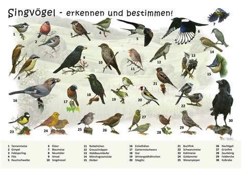 Alles über heimische Vogelrassen: Arten, Merkmale und Lebensraum