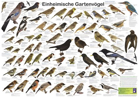 Artenvielfalt: Heimische Vogelrassen in Stadt und Land