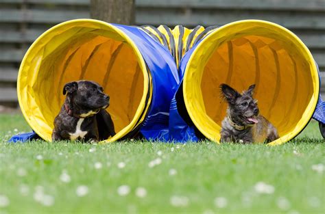 Beschäftigungsideen für Hunde: Training durch Spiel und Spaß