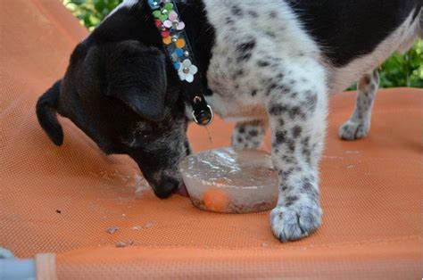 Beschäftigungsspiele für Hunde bei Regenwetter oder im Winter