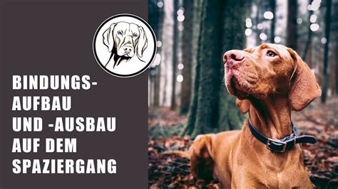 Bindungsaufbau zwischen Hund und neuem Halter: Tipps und Tricks