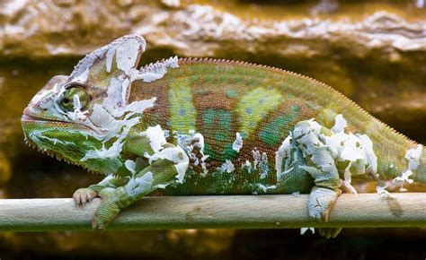 Der Einfluss der Luftfeuchtigkeit auf die Häutung von Reptilien