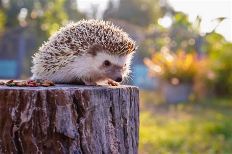 Der Igel als Haustier: Tipps und Tricks