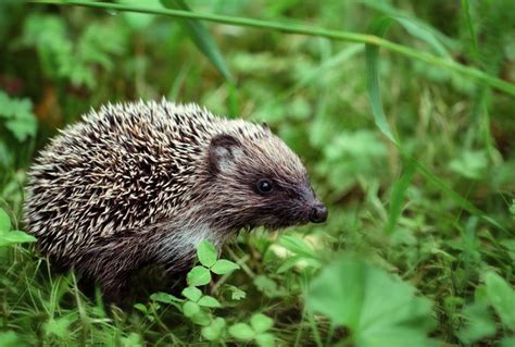 Der Igel als Nützling im Garten: Schneckenbekämpfung und Co.