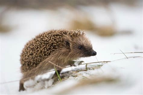 Der Igel im Winter: Winterschlaf und Überwinterung