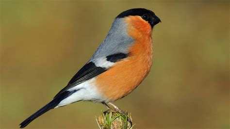 Die 10 schönsten heimischen Vogelrassen für den Garten