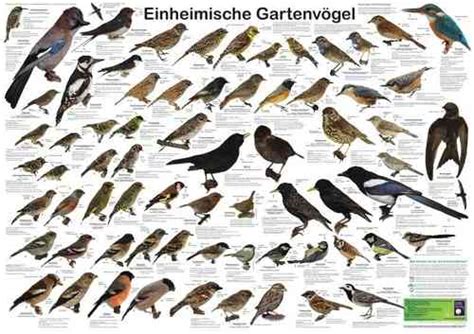 Die Bedeutung des Schutzes heimischer Vogelrassen