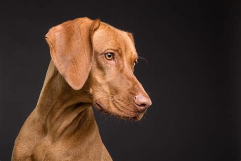 Die Bedeutung von Mentalstimulation für Hunde