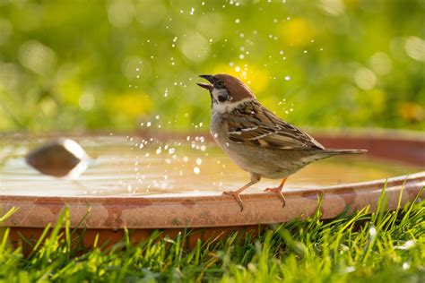 Die Bedeutung von Wasserstellen für heimische Vogelrassen