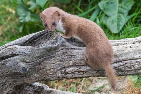 Die Bedrohung von Kaninchen durch das Wiesel in der Natur