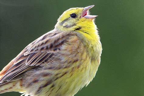 Die beeindruckendsten Flugeigenschaften heimischer Vogelrassen