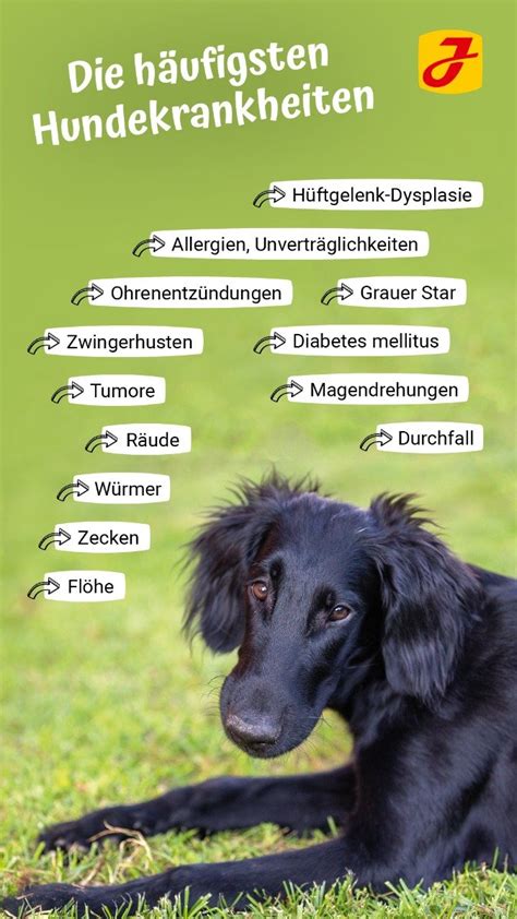 Die besten Strategien zur Vorbeugung von Hundekrankheiten